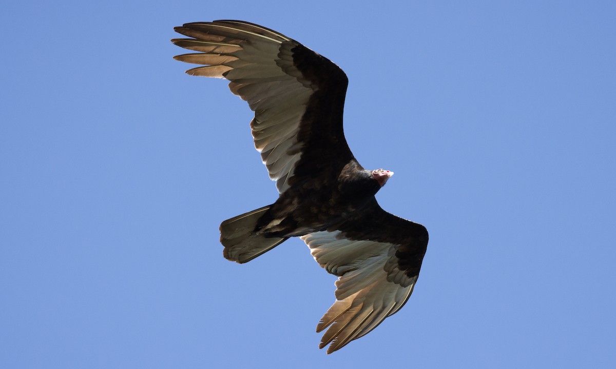 Turkey Vulture - ML613364332