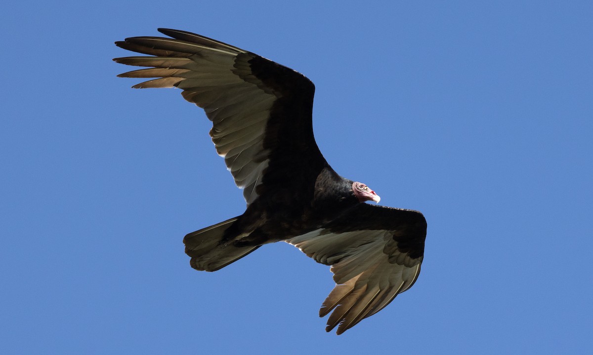 Turkey Vulture - ML613364333