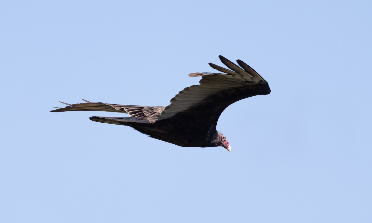 Turkey Vulture - ML613364334