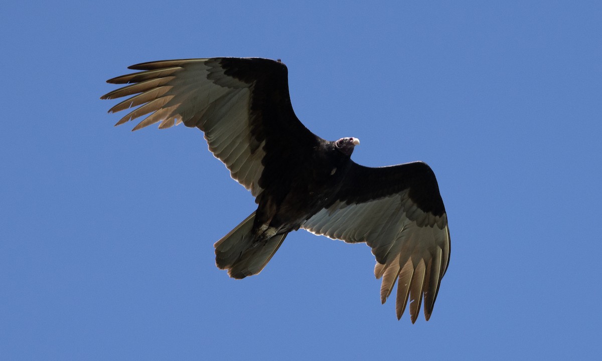 Turkey Vulture - Brian Sullivan