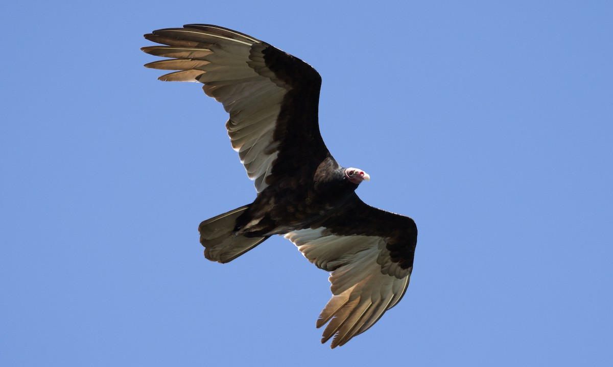 Turkey Vulture - ML613364336