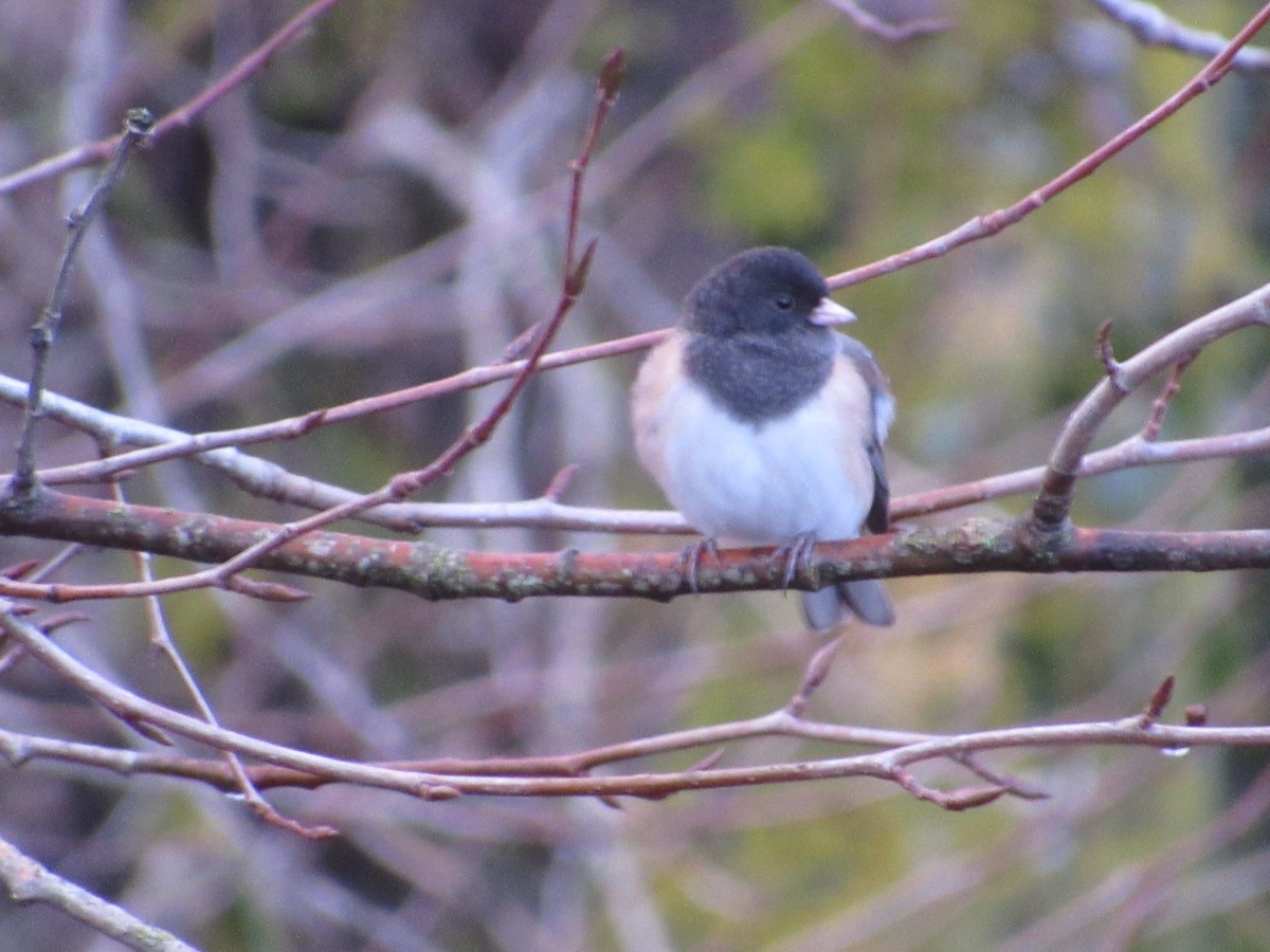 Dark-eyed Junco - ML613364368