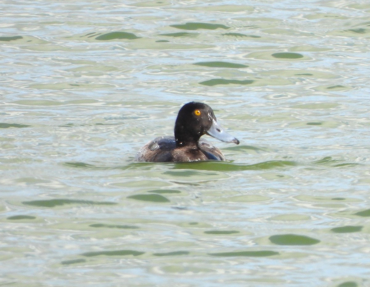 Greater Scaup - ML613364386