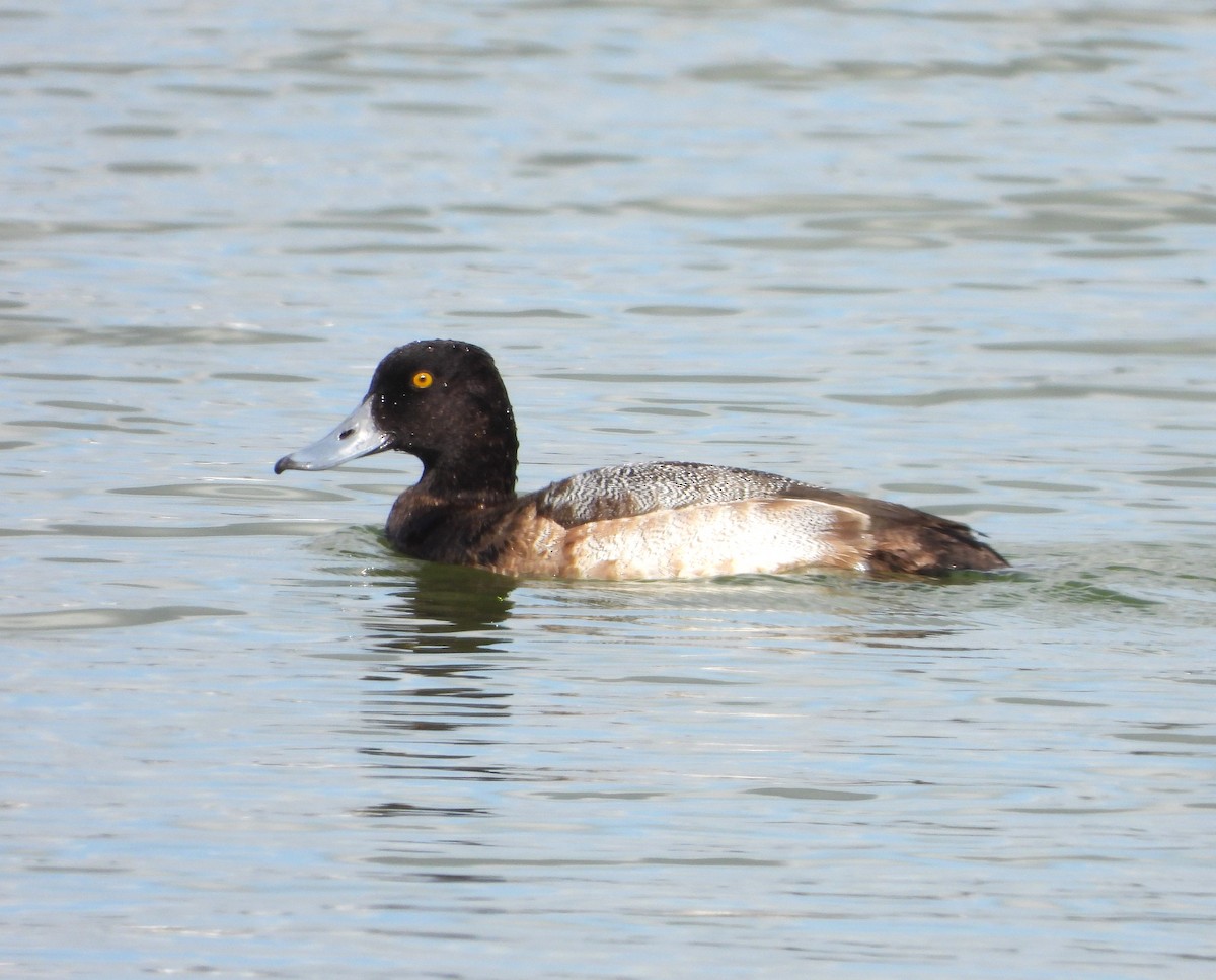 Greater Scaup - ML613364388