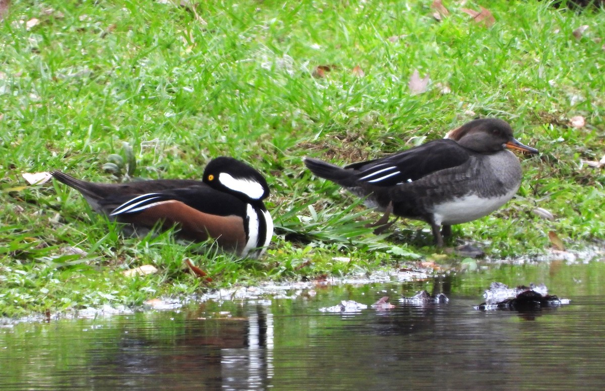 Hooded Merganser - ML613364410