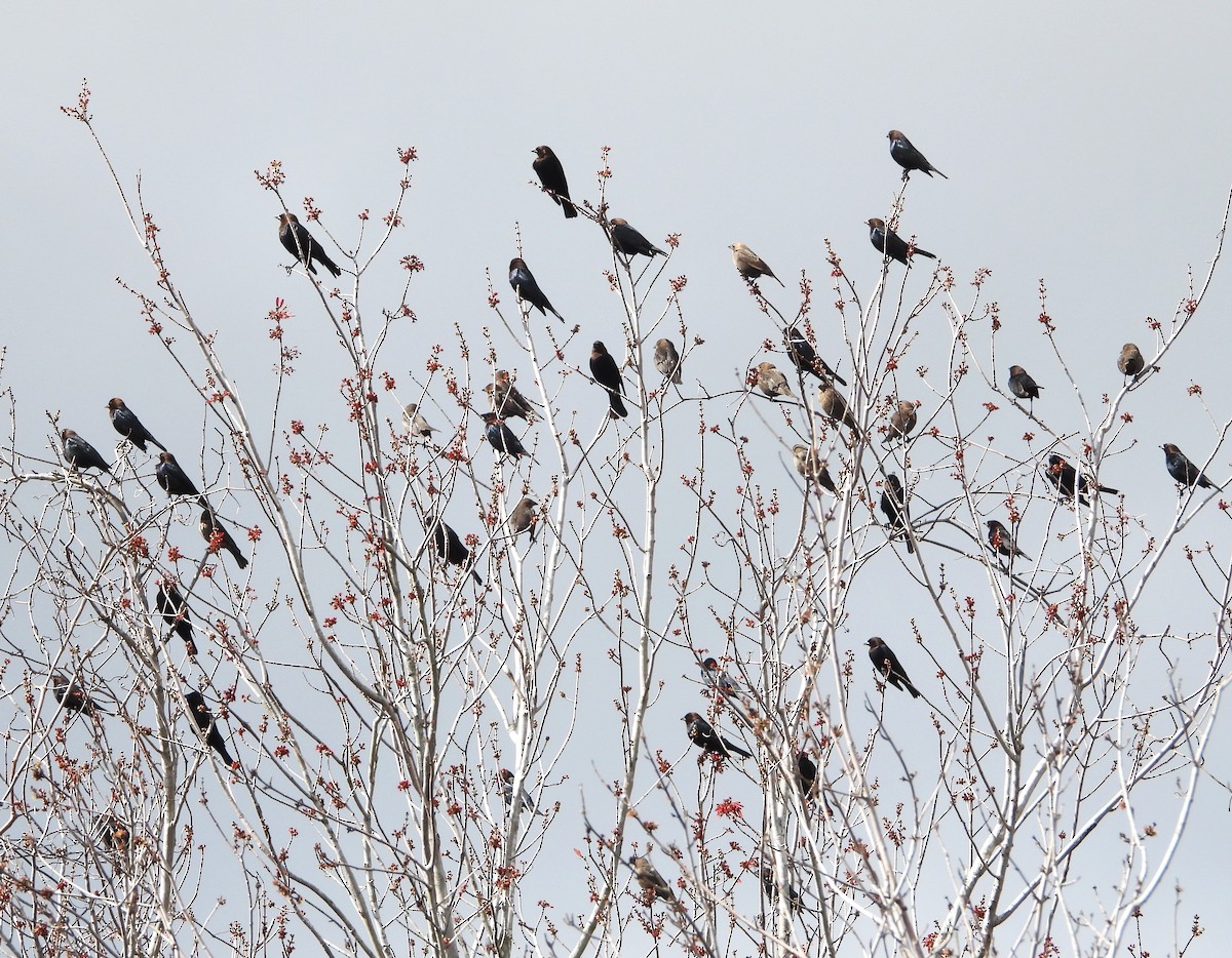 Brown-headed Cowbird - ML613364421