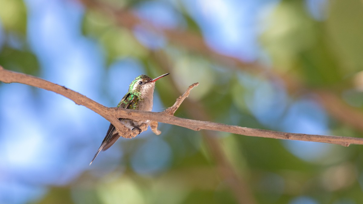 Golden-crowned Emerald - ML613364431