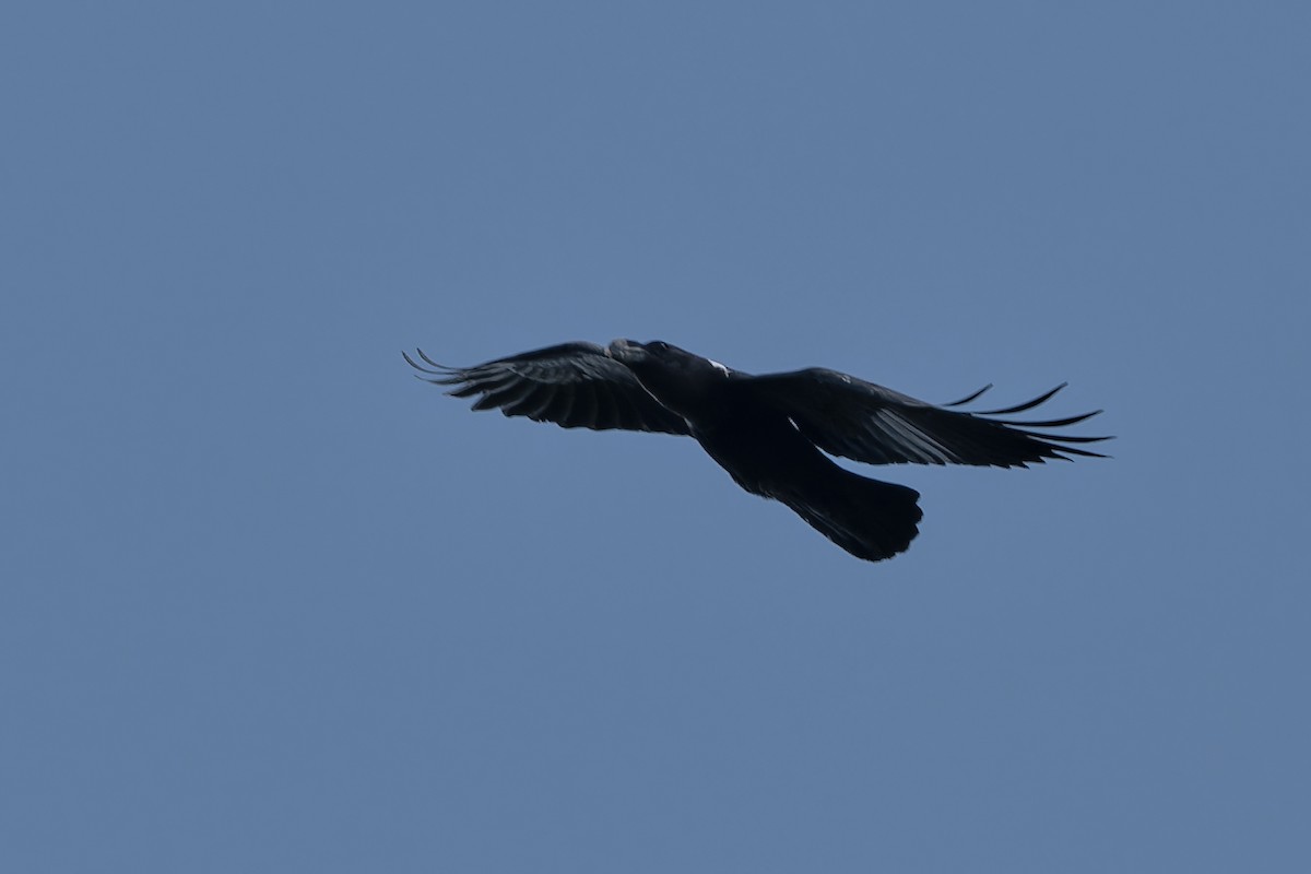 White-necked Raven - ML613364437