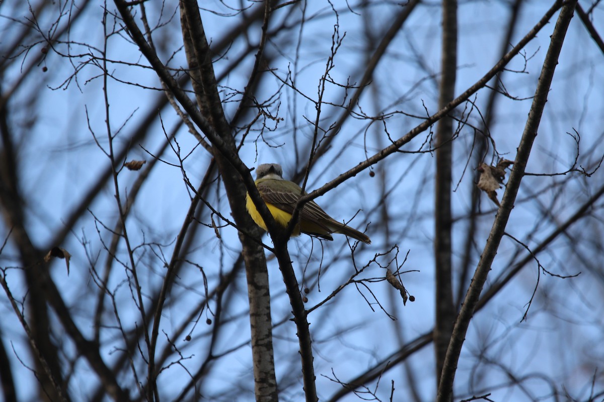 Couch's Kingbird - Anonymous