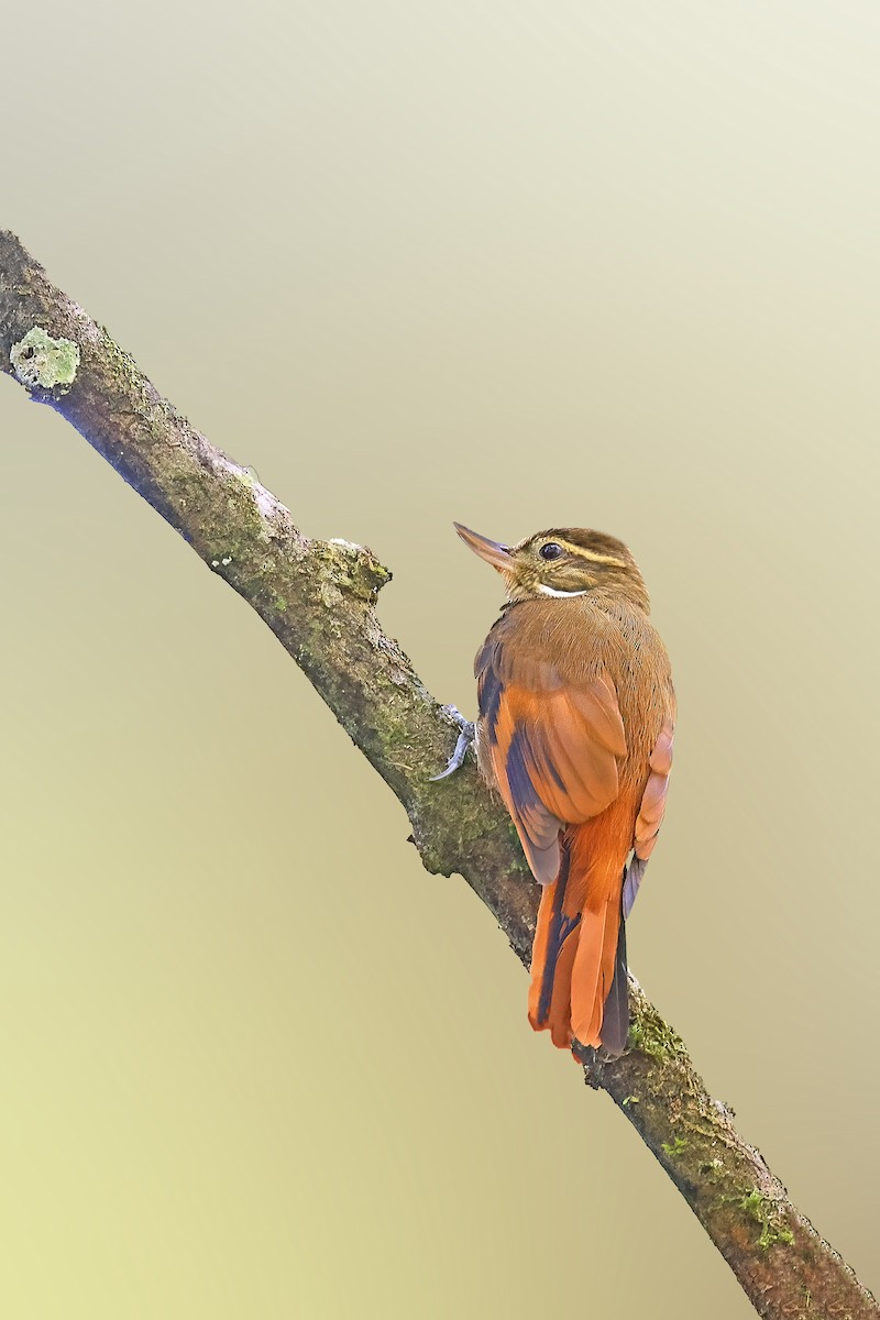 Northern Plain-Xenops - ML613364504