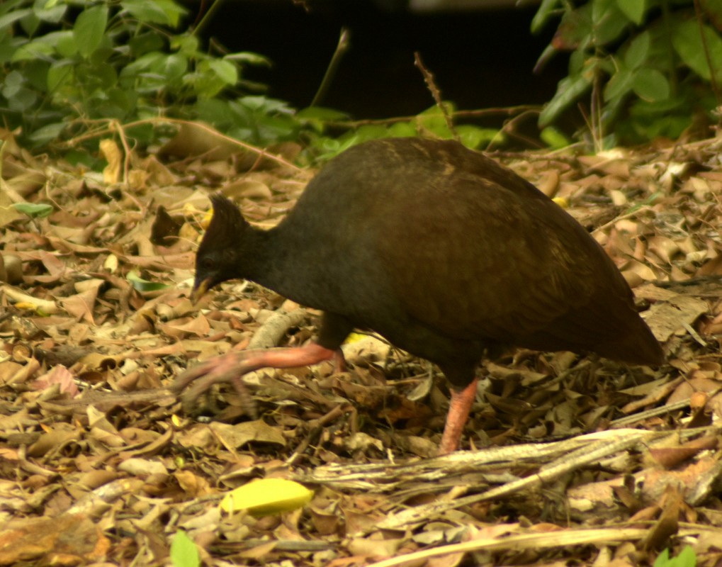 Orange-footed Megapode - Anthony Eales