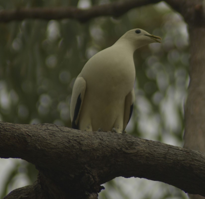 Torresian Imperial-Pigeon - ML613364515