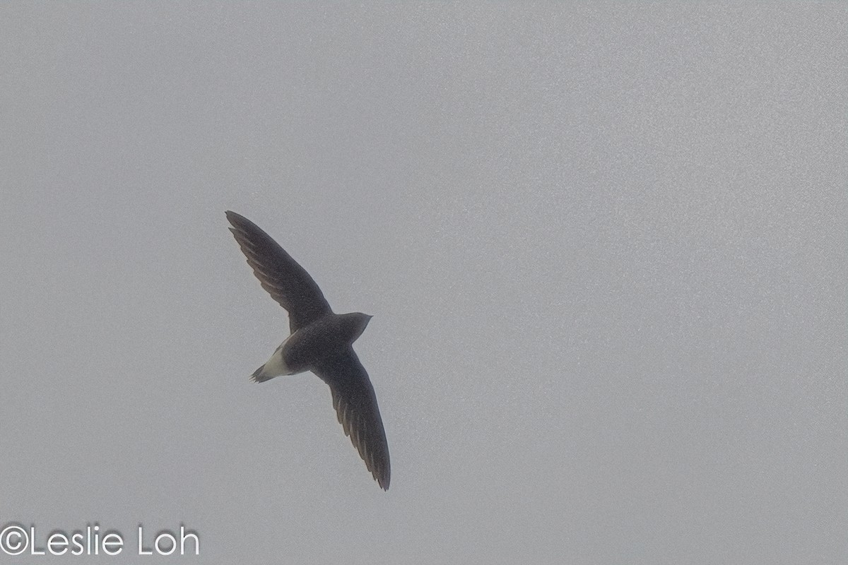 Brown-backed Needletail - Leslie Loh