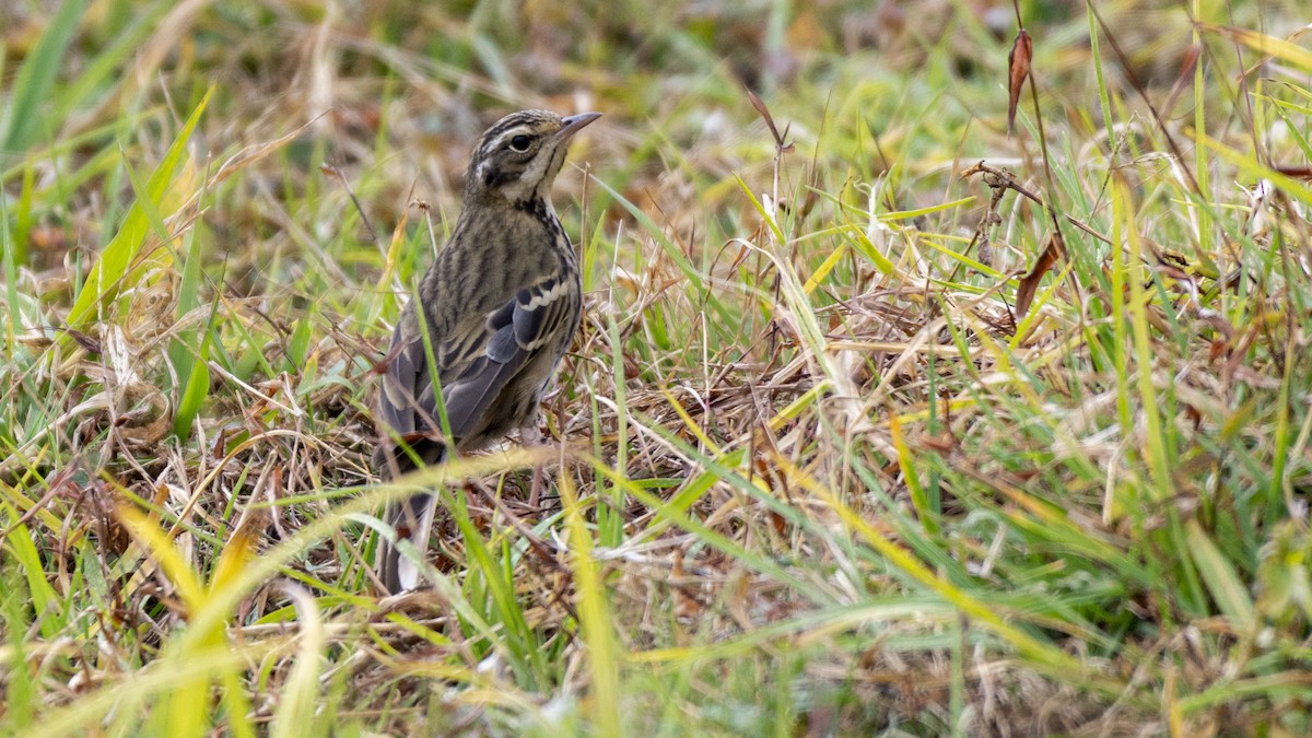 Olive-backed Pipit - ML613364670