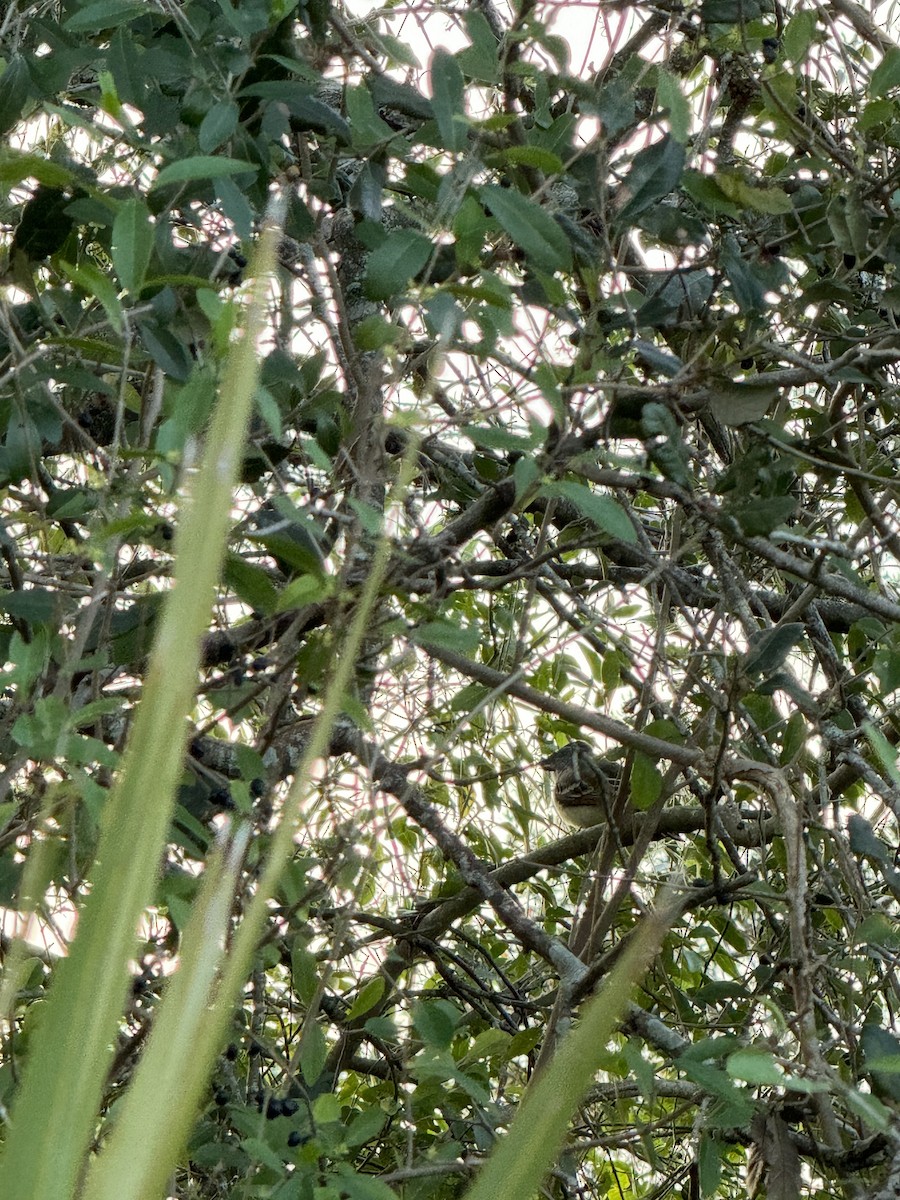 Ash-throated Flycatcher - ML613364837