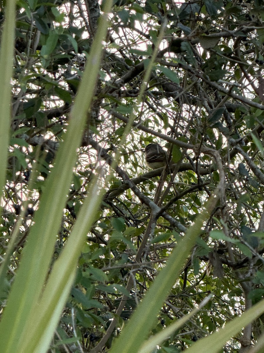 Ash-throated Flycatcher - ML613364838