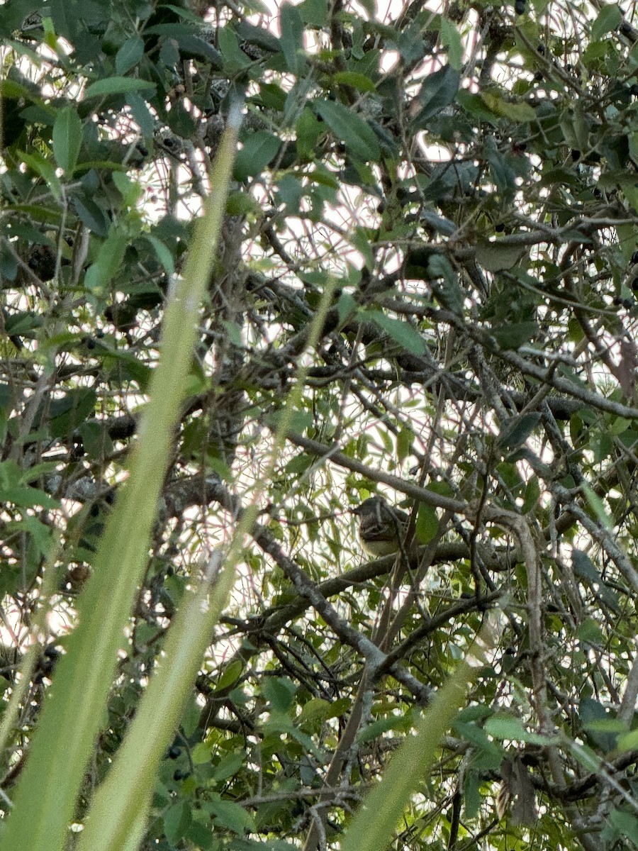 Ash-throated Flycatcher - ML613364839