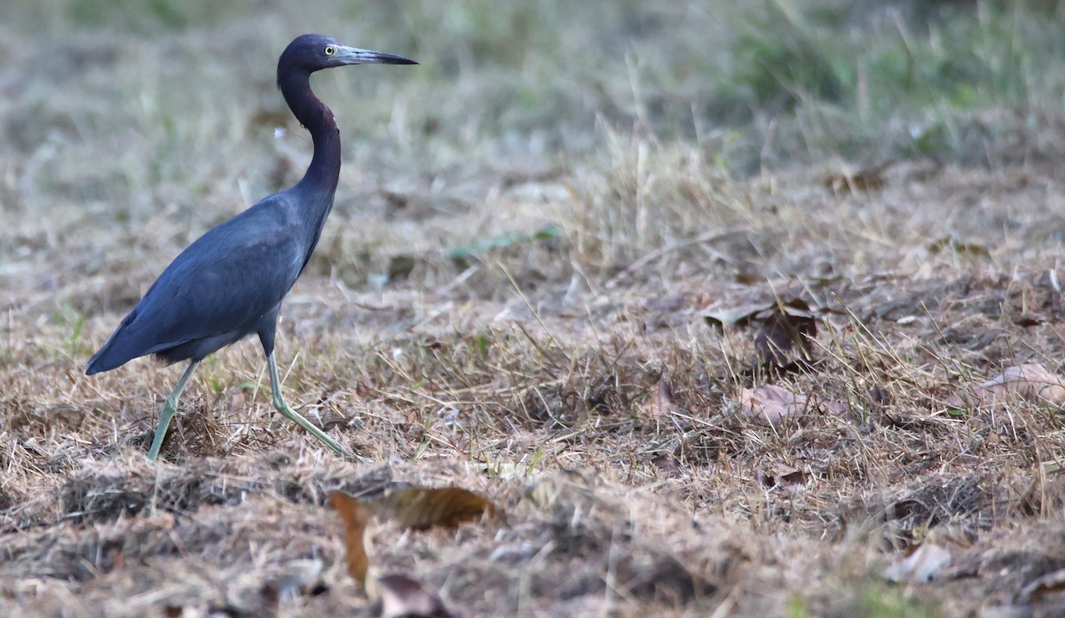 Little Blue Heron - ML613364850