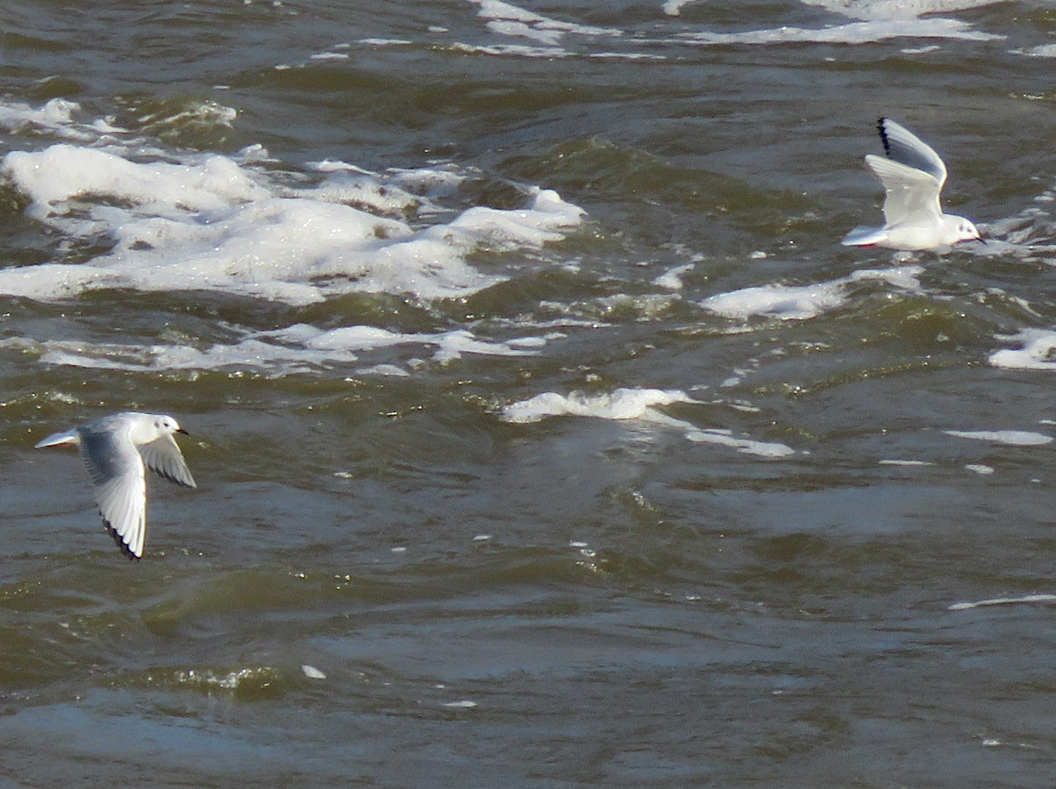 Bonaparte's Gull - ML613364878