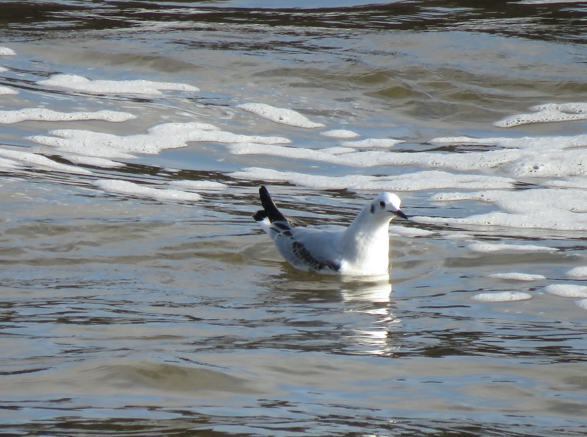 Bonaparte's Gull - ML613364880