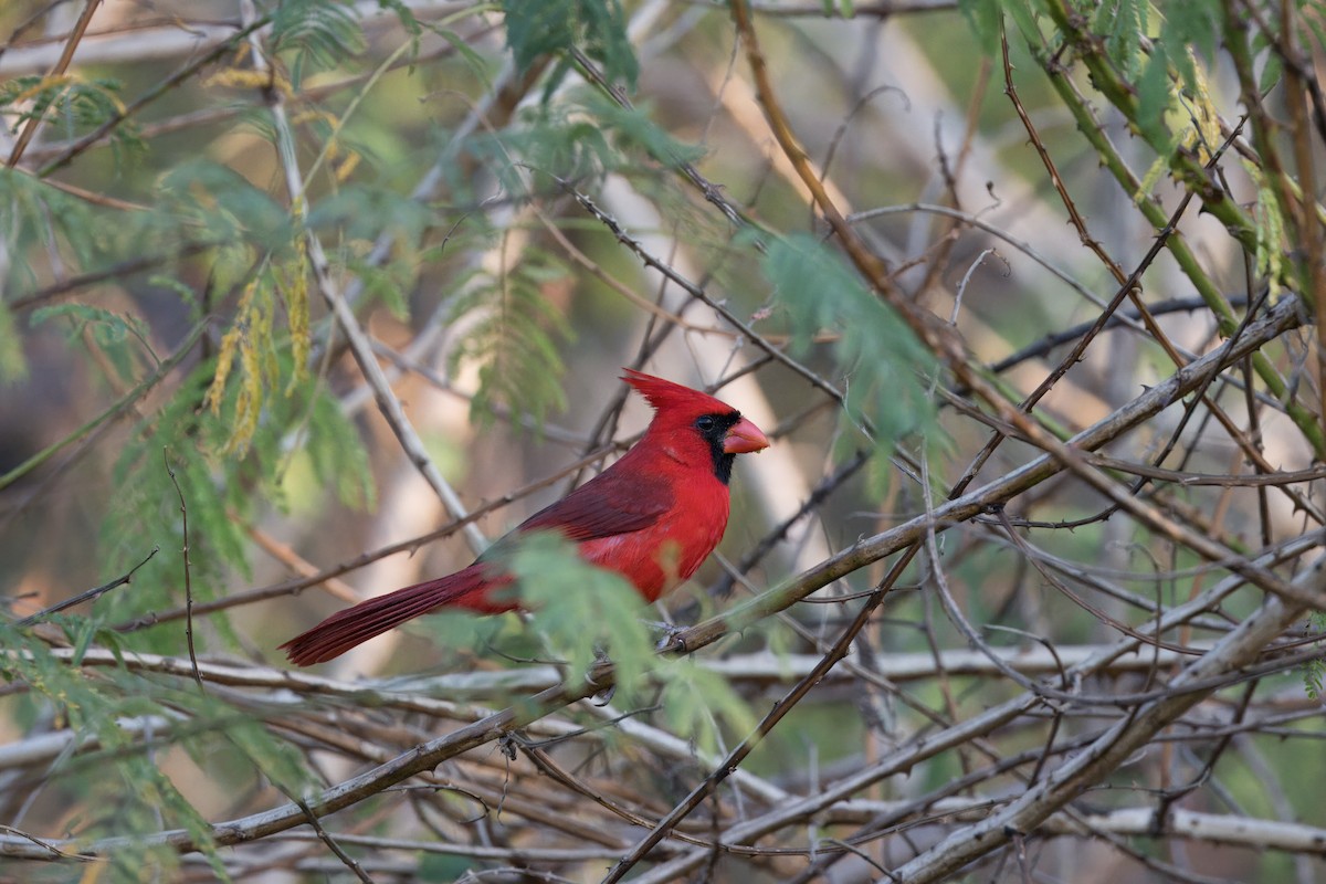 Northern Cardinal (Long-crested) - ML613364982