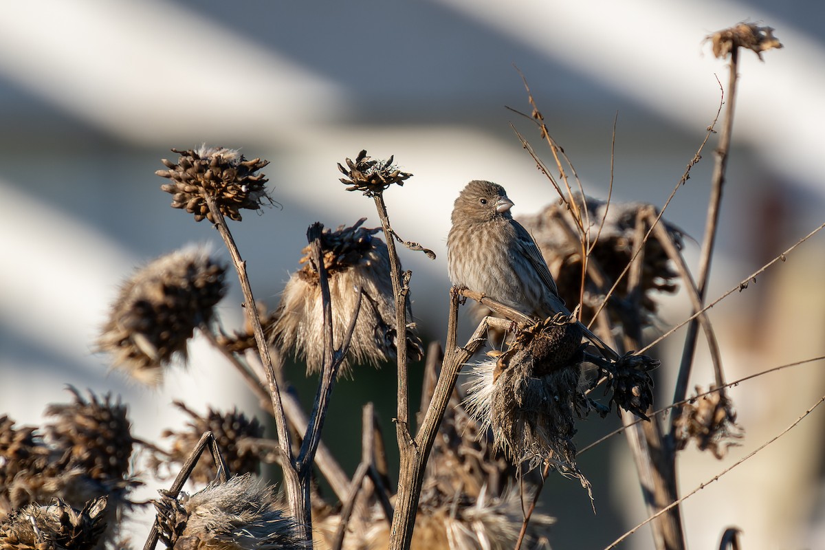 House Finch - Ruslan Balagansky