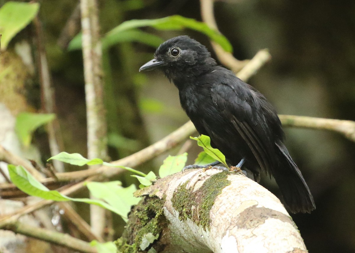 Cocha Antshrike - Dean LaTray