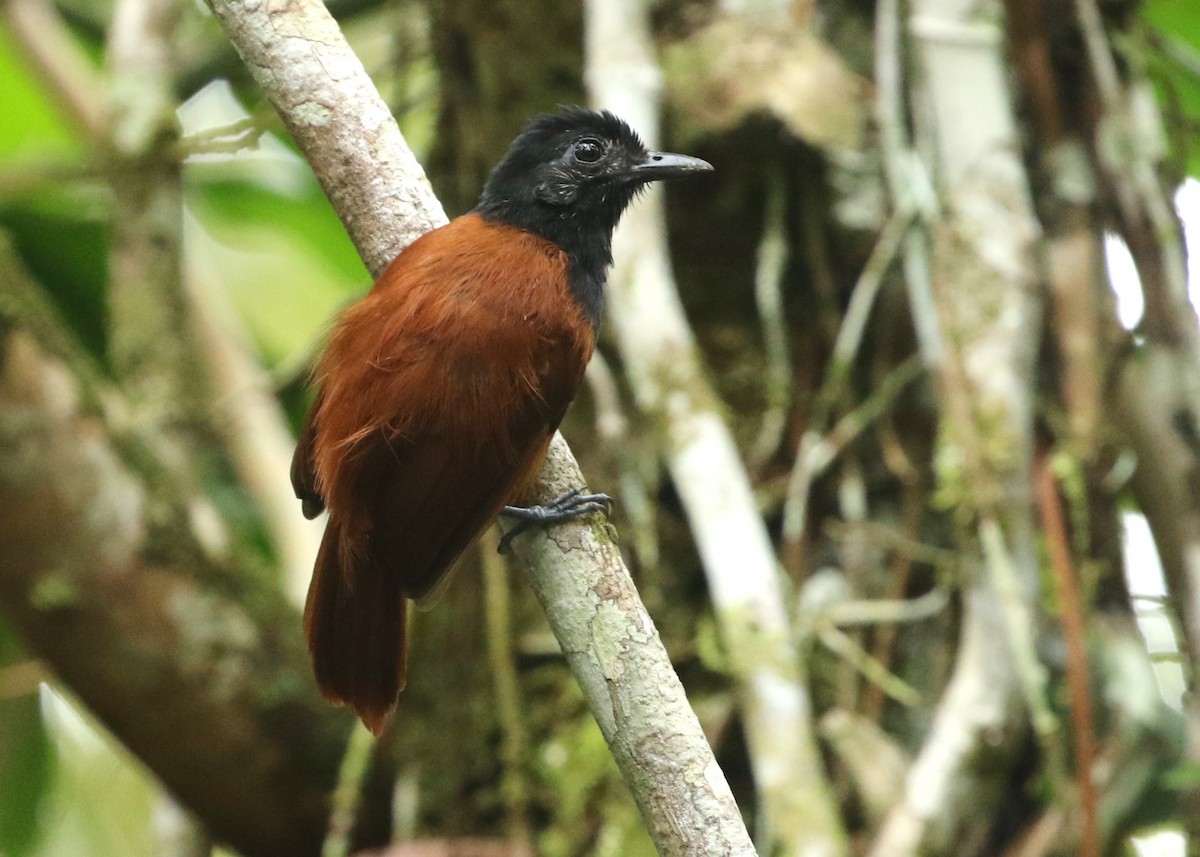 Cocha Antshrike - Dean LaTray