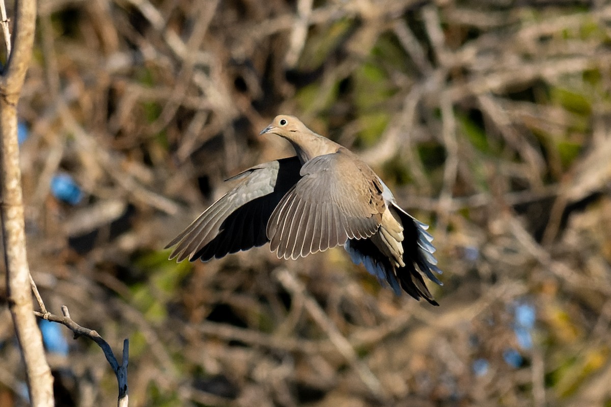 Mourning Dove - ML613365108