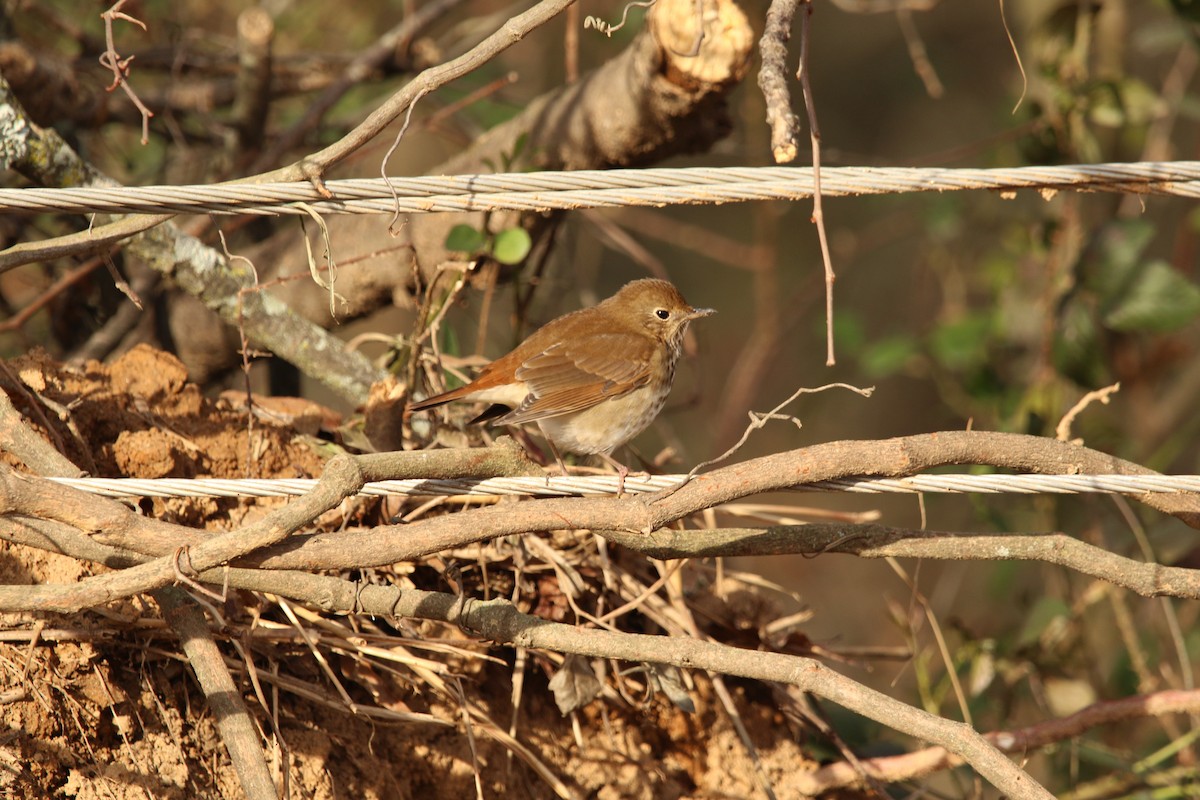 Hermit Thrush - Anonymous