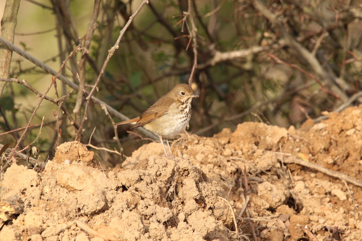 Hermit Thrush - Anonymous