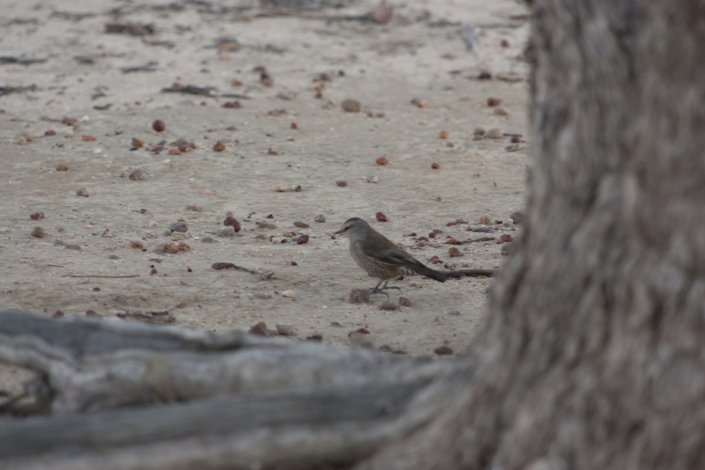 Brown Treecreeper - ML613365140