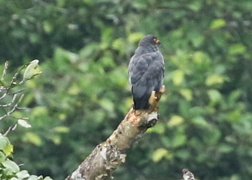 Slender-billed Kite - Dean LaTray