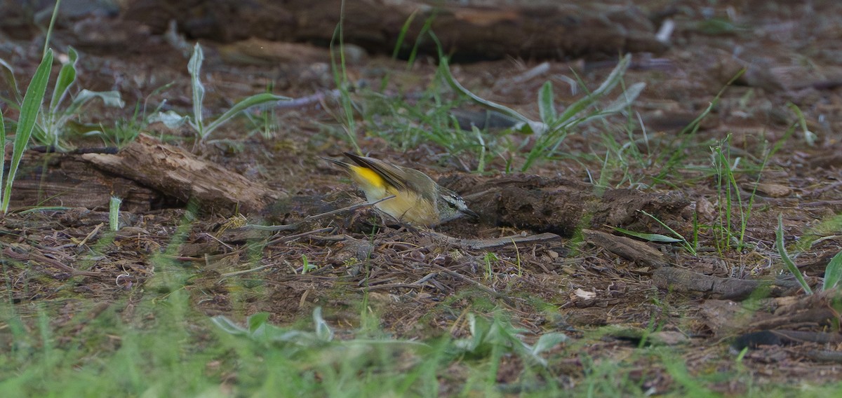 Yellow-rumped Thornbill - ML613365168