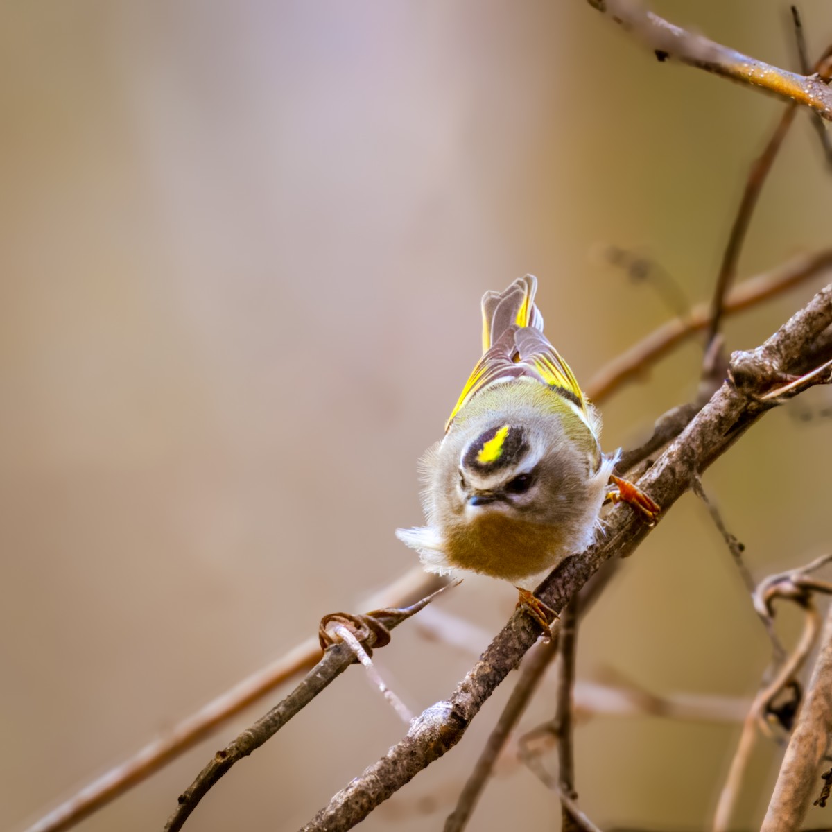 Golden-crowned Kinglet - ML613365224