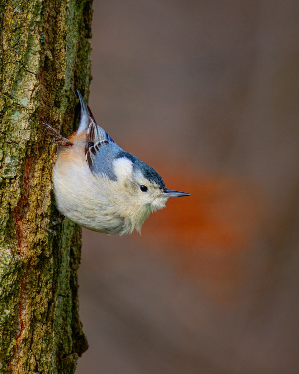 White-breasted Nuthatch - Peter Rosario