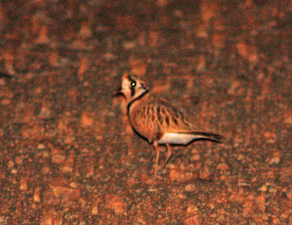 Inland Dotterel - ML613365263