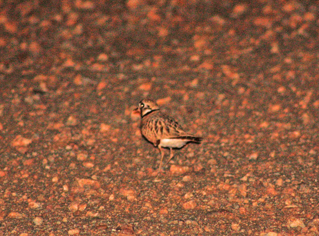 Inland Dotterel - ML613365273