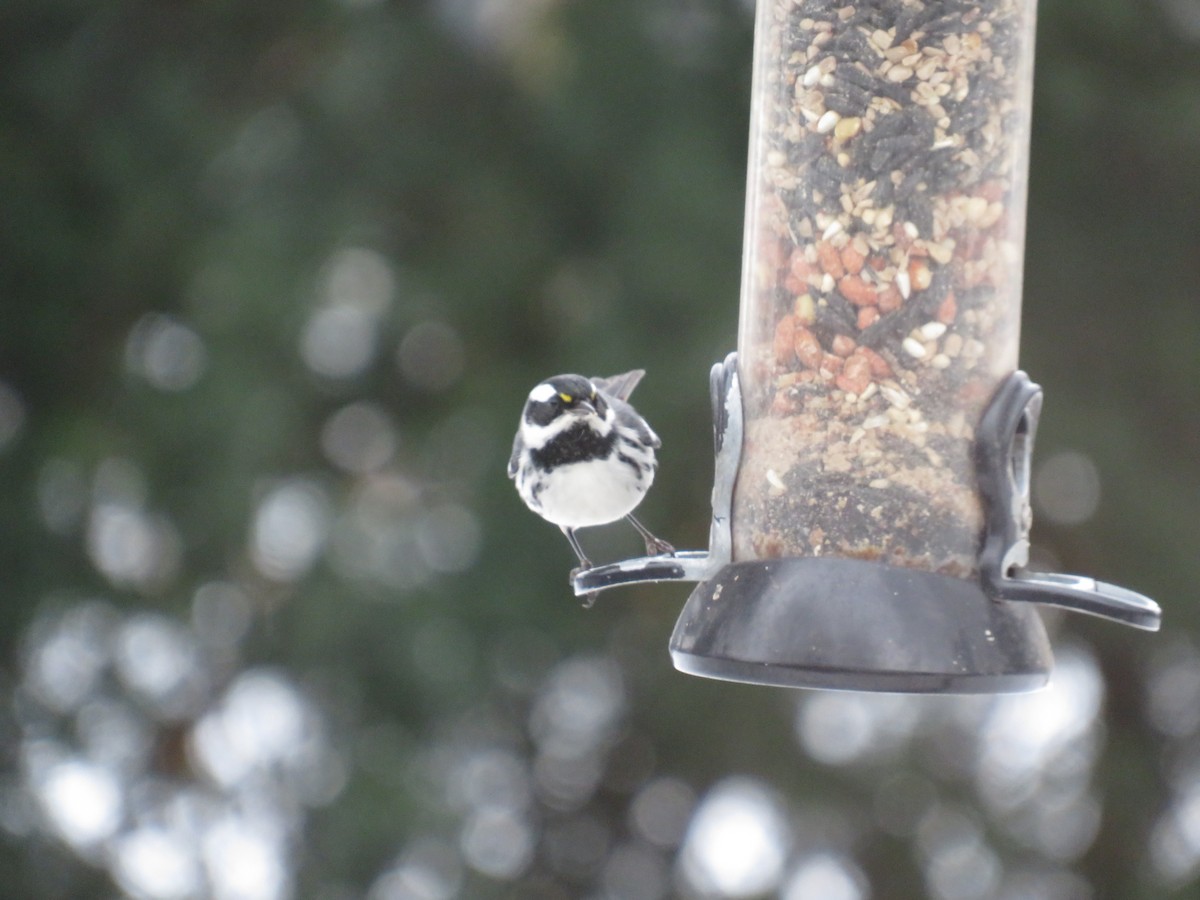 Black-throated Gray Warbler - ML613365315