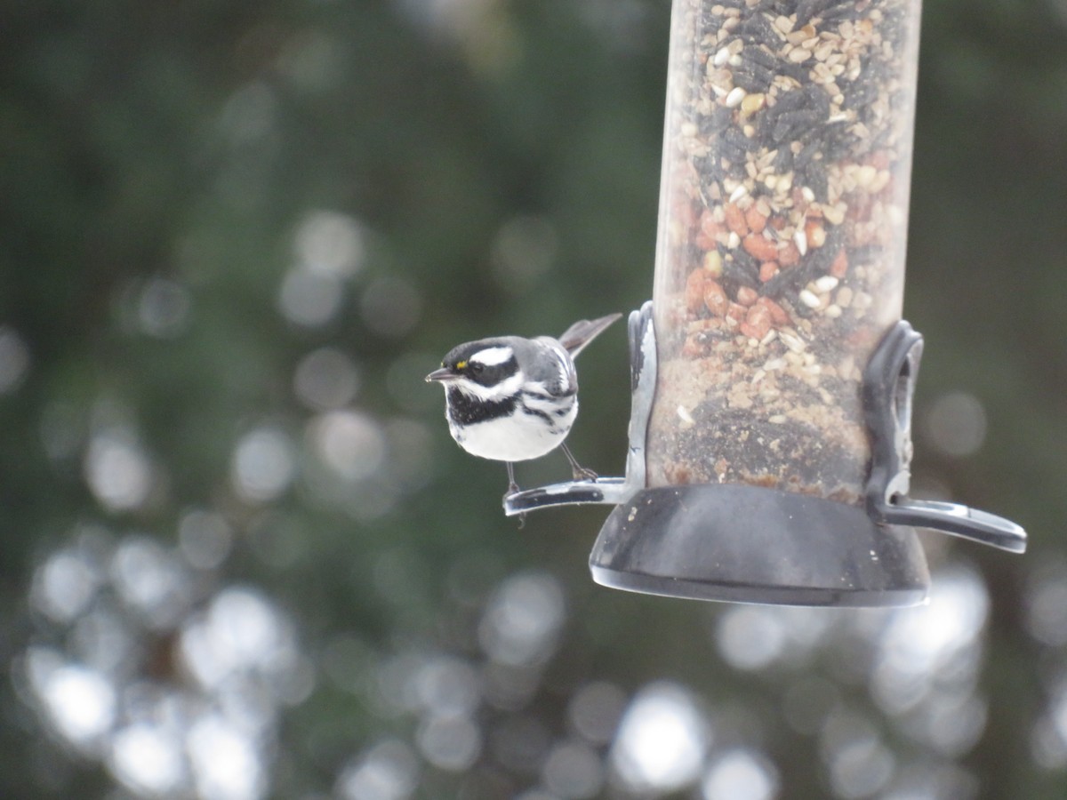 Black-throated Gray Warbler - ML613365317