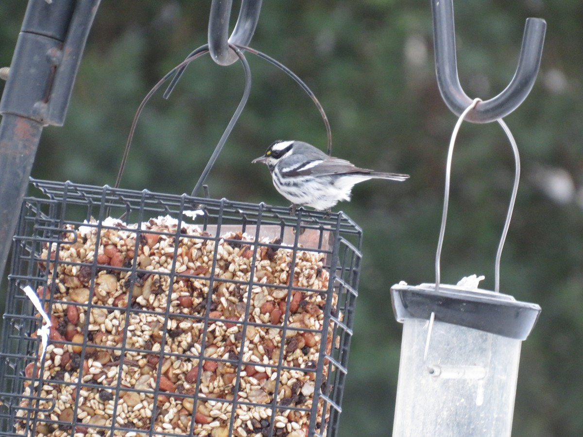 Black-throated Gray Warbler - ML613365320