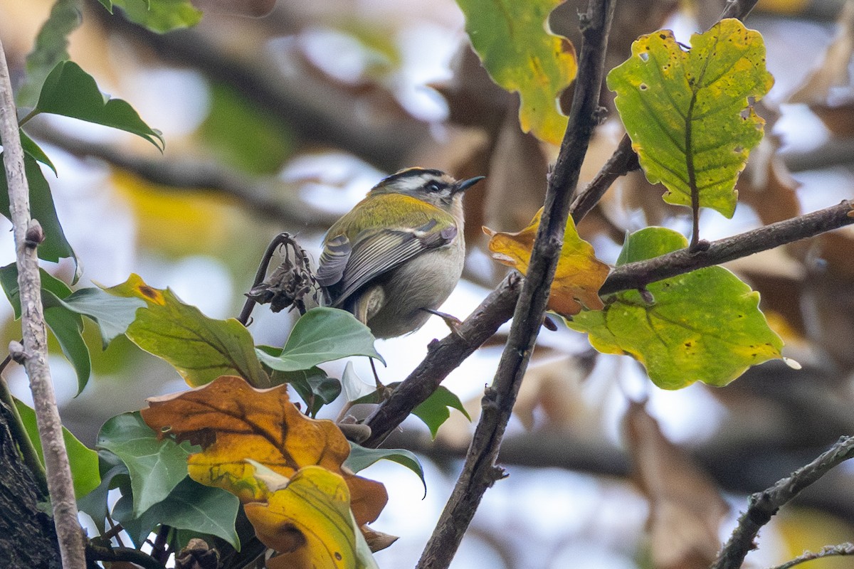 Common Firecrest - ML613365339