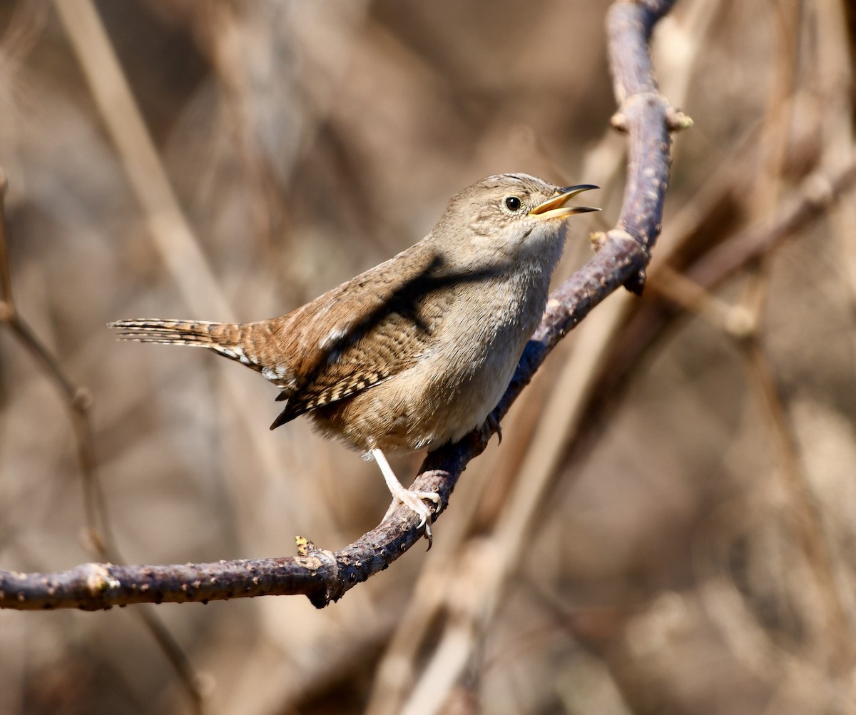 Northern House Wren (Northern) - ML613365466