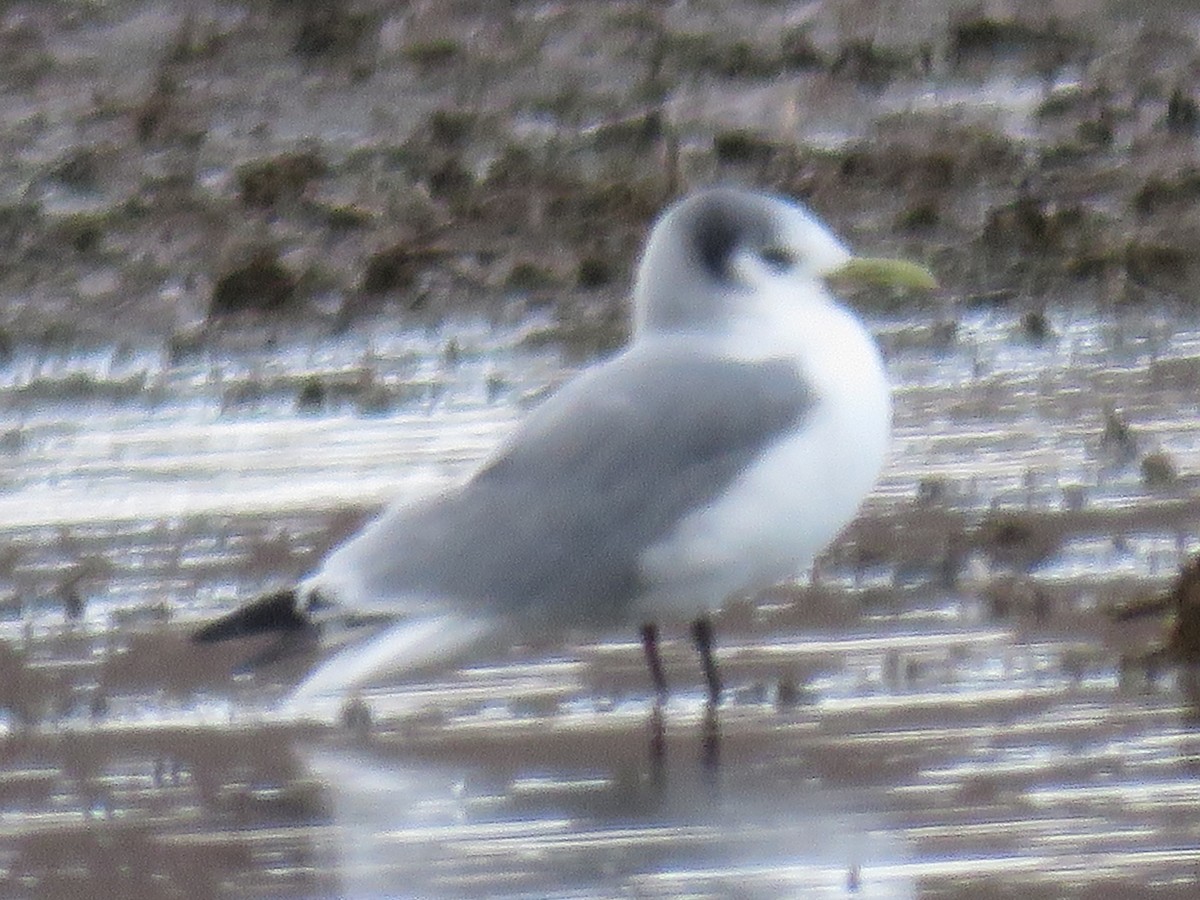 Black-legged Kittiwake - ML613365582