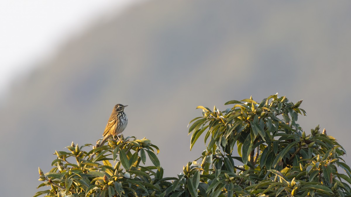 Olive-backed Pipit - ML613365610