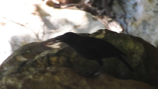 Bornean Whistling-Thrush - ML613365614