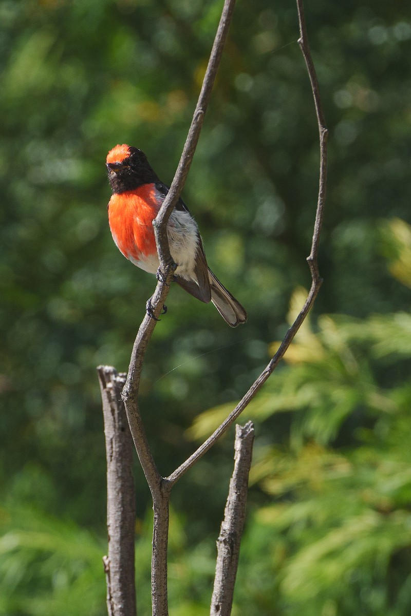 Red-capped Robin - ML613365872