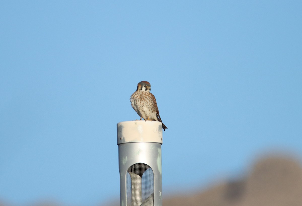 American Kestrel - ML613365890