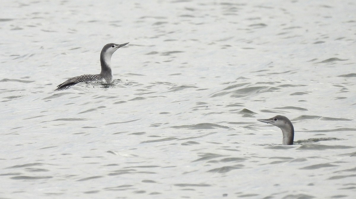 Red-throated Loon - ML613365891