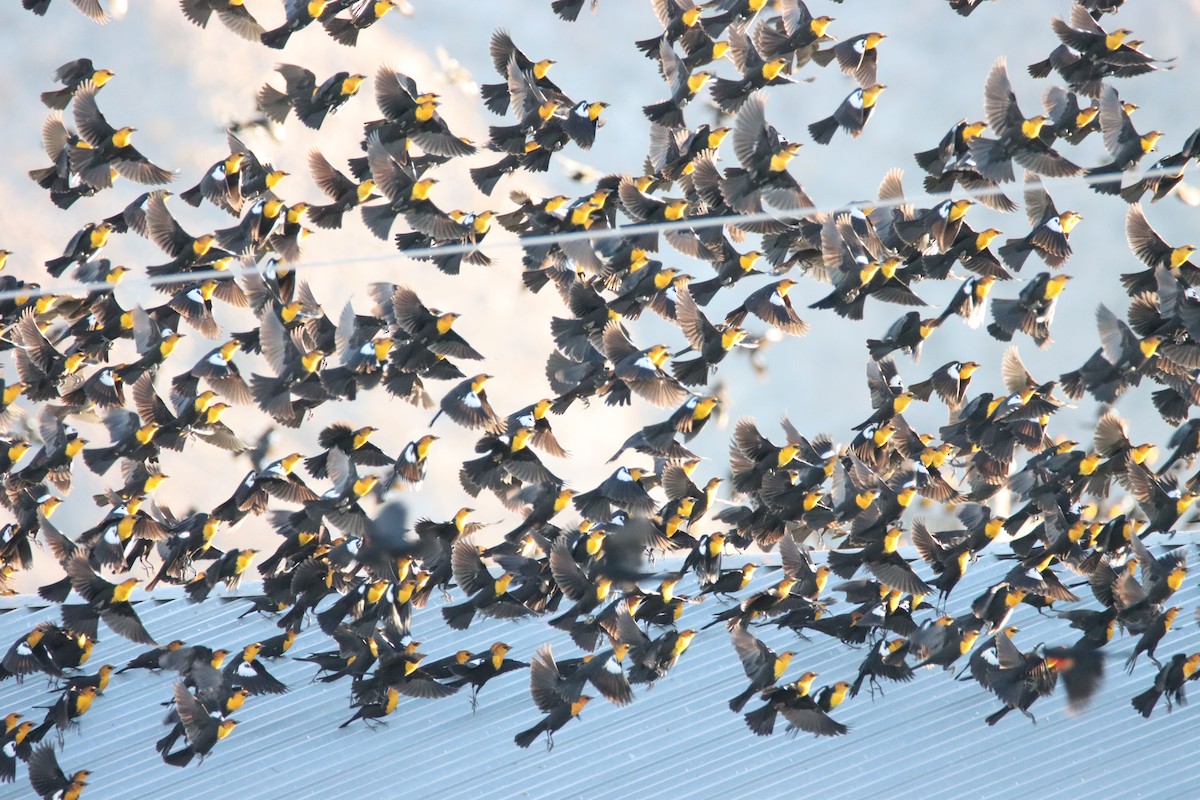 Yellow-headed Blackbird - ML613365901